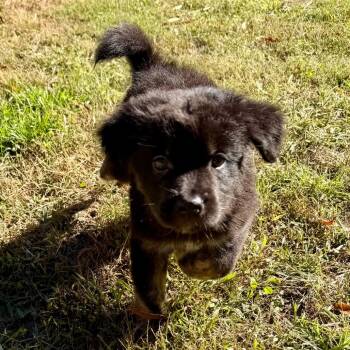 Pyjama -  Mixed Breed Dog for Adoption in Fredericksburg, Virginia - Pyjama | PetCurious