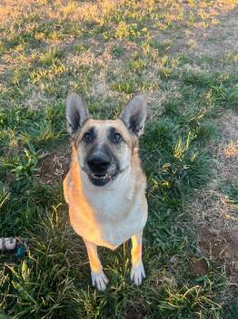 Rescue German Shepherd Dog Dogs for Adoption in Herald, California - Honey | PetCurious