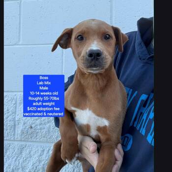 Labrador Retriever Dogs Available for Adoption in Oviedo, Florida - Boss | PetCurious