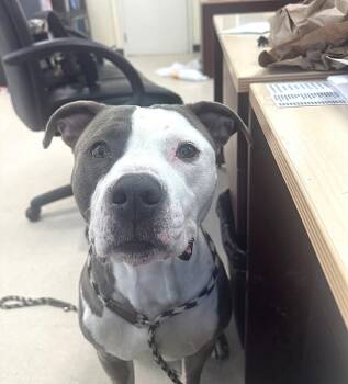 Pit Bull Terrier Dogs Available for Adoption in Clayton, New Jersey - Oreo  | PetCurious