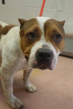 Mixed Breed Dogs Available for Adoption - CADBURY | PetCurious