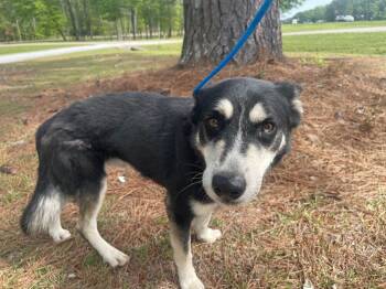 Rescue Husky Dogs for Adoption in Troy, Alabama - Kodey | PetCurious