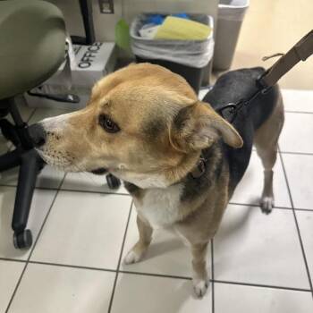 Mixed Breed Dogs Available for Adoption - Orion | PetCurious