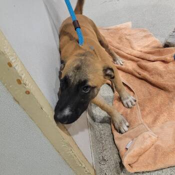 Fergie -  Black Mouth Cur and Shepherd Dog for Adoption in Tampa, Florida - Fergie | PetCurious
