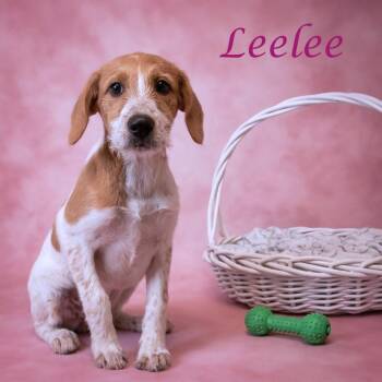 Leelee -  Mixed Breed Dog for Adoption in Lebanon, Tennessee - Leelee | PetCurious