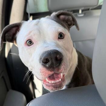 Oreo -  Bull Terrier Dog for Adoption in Galveston, Texas - Oreo | PetCurious