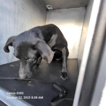 Rescue Labrador Retriever Dogs for Adoption in San Antonio, Texas - BILL | PetCurious