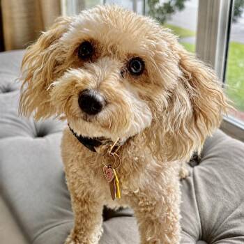 Paris Miller -  Miniature Poodle Dog for Adoption in Plano, Texas - Paris Miller | PetCurious