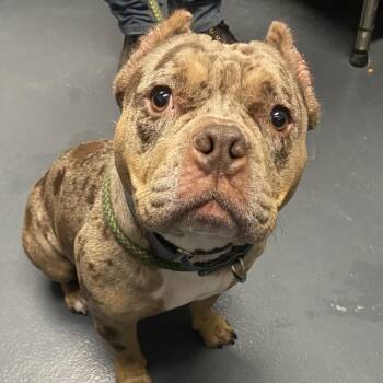 Mixed Breed Dogs Available for Adoption in Allentown, Pennsylvania - Diamond | PetCurious