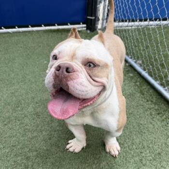 English Bulldog Dogs Available for Adoption in Hawthorne, California - Mitch | PetCurious