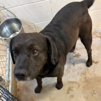 Labrador Retriever Dogs Available for Adoption in Tupelo, Mississippi - Wren - 010510U | PetCurious