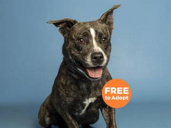 Pit Bull Terrier Dogs Available for Adoption in Phoenix, Arizona - MARBLE | PetCurious