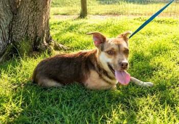 Val -  Australian Shepherd and Beagle Dog for Adoption in Washington, District Of Columbia - Val | PetCurious