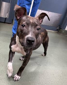 Sweetness -  Mixed Breed Dog for Adoption in New York, New York - Sweetness | PetCurious