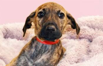 GIGI -  Labrador Retriever and German Shepherd Dog Dog for Adoption in Fort Lauderdale, Florida - GIGI | PetCurious
