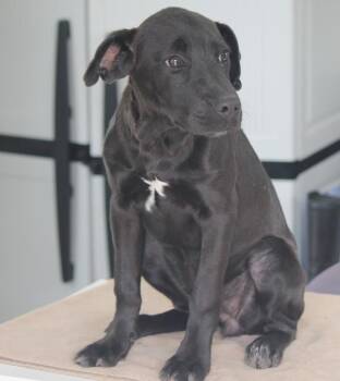 Miracle -  Hound Dog for Adoption in Cleveland, Tennessee - Miracle | PetCurious