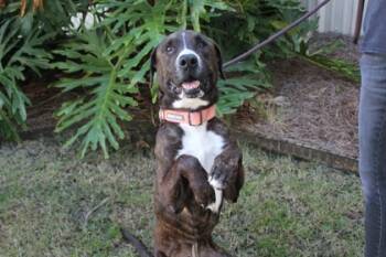 Rescue American Bulldog and Mixed Breed Dogs for Adoption in Brunswick, Georgia - Linus | PetCurious