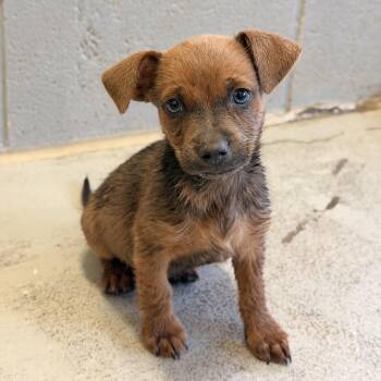 Peanut -  Terrier Dog for Adoption in Marfa, Texas - Peanut | PetCurious