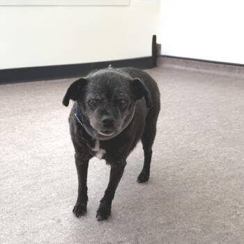 Mia -  Chihuahua Dog for Adoption in Brentwood, Missouri - Mia | PetCurious