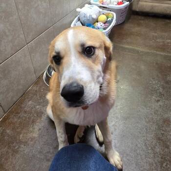 Shepherd and Mixed Breed Dogs Available for Adoption in Springfield, Missouri - Jiffy | PetCurious