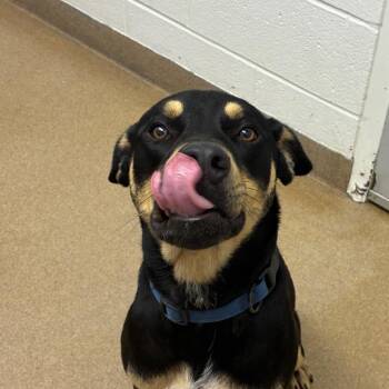 Reginald -  Shepherd and Mixed Breed Dog for Adoption in Corpus Christi, Texas - Reginald | PetCurious