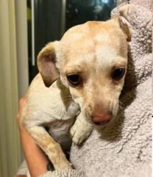 Chihuahua and Mixed Breed Dogs Available for Adoption - Love Bug | PetCurious