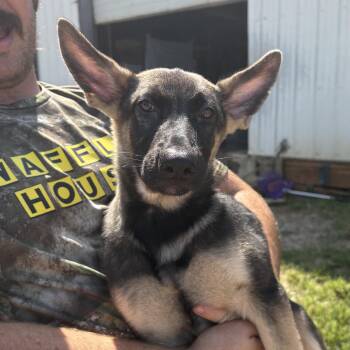 American Express -  German Shepherd Dog Dog for Adoption in Columbia, South Carolina - American Express | PetCurious