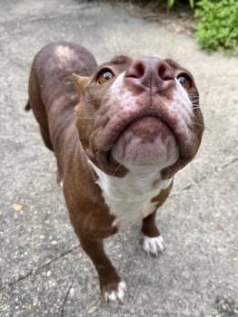 Cannoli -  Pit Bull Terrier and Mixed Breed Dog for Adoption in New Orleans, Louisiana - Cannoli | PetCurious
