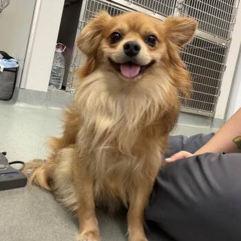 Chihuahua Dogs Available for Adoption - Pikachu | PetCurious