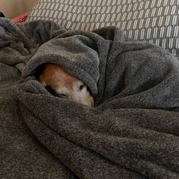 Beagle Dogs Available for Adoption in Minnetonka, Minnesota - Odessa D68845 | PetCurious