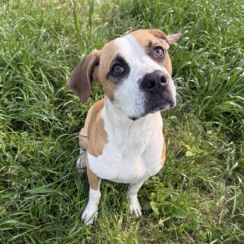 Buster -  Boxer Dog for Adoption in Pelham, New Hampshire - Buster | PetCurious