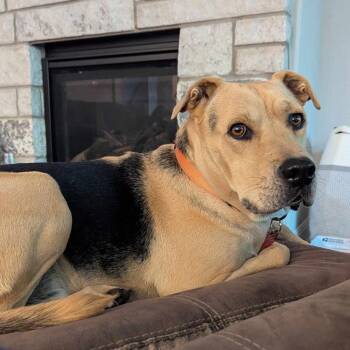 Relay -  Shar Pei and German Shepherd Dog Dog for Adoption in Seguin, Texas - Relay | PetCurious