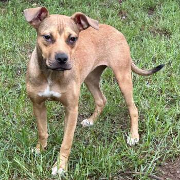 Peg -  Terrier Dog for Adoption in Wake Forest, North Carolina - Peg | PetCurious