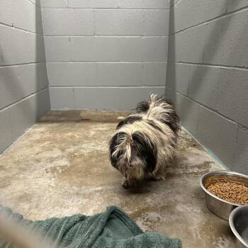 Shih Tzu Dogs Available for Adoption in Austin, Texas - Mr Postman | PetCurious