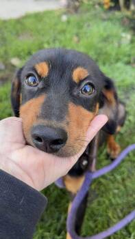 Rescue Mixed Breed Dogs for Adoption in Alma, Michigan - James | PetCurious