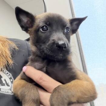 Buster -  Mixed Breed Dog for Adoption in Midland, Texas - Buster | PetCurious