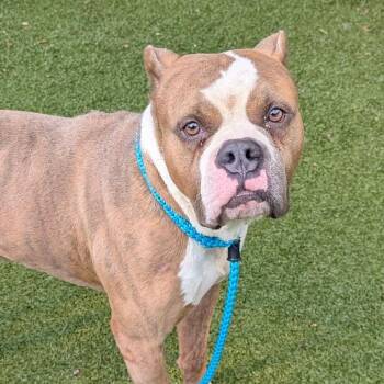 Big Mike -  Pit Bull Terrier Dog for Adoption in Charlottesville, Virginia - Big Mike | PetCurious