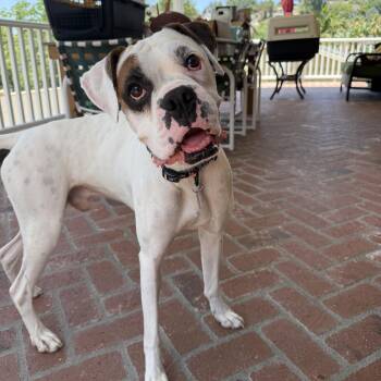 Bruno -  Boxer Dog for Adoption in San Diego, California - Bruno | PetCurious