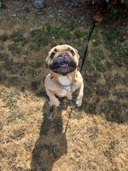 Snubbull -  French Bulldog Dog for Adoption in Eugene, Oregon - Snubbull | PetCurious