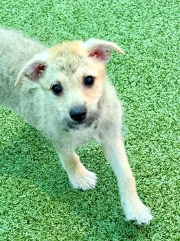 Terrier and Mixed Breed Dogs Available for Adoption in Cape Coral, Florida - Hops | PetCurious