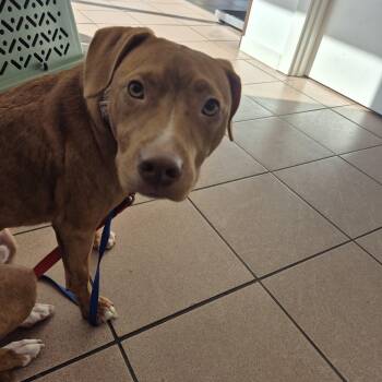 Ruckus -  Pit Bull Terrier Dog for Adoption in Olympia, Washington - Ruckus | PetCurious