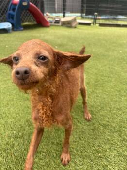 Tiny Percy -  Poodle Dog for Adoption - Tiny Percy | PetCurious