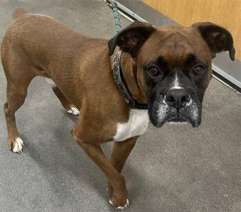 SANTANA -  Boxer Dog for Adoption - SANTANA | PetCurious