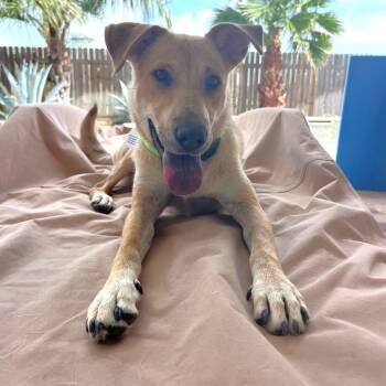 Shirley -  Mixed Breed Dog for Adoption in Sudbury, Massachusetts - Shirley | PetCurious