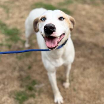 Mixed Breed Dogs Available for Adoption in Corinth, Mississippi - Lucy | PetCurious