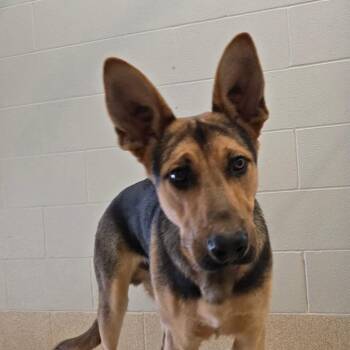 German Shepherd Dog Dogs Available for Adoption in Bristol, Indiana - Jack | PetCurious