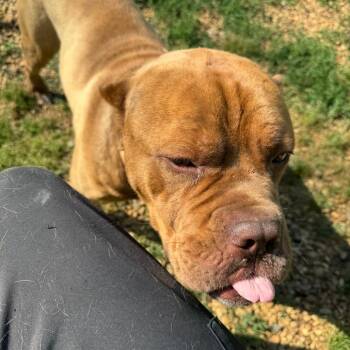 Mastiff and English Bulldog Dogs Available for Adoption in Birmingham, Alabama - Markem | PetCurious
