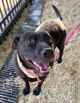 Miss Bea -  Labrador Retriever and Mixed Breed Dog for Adoption - Miss Bea | PetCurious
