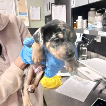 Mixed Breed Dogs Available for Adoption - Cosmo | PetCurious