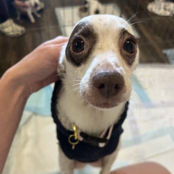 Chihuahua Dogs Available for Adoption - LUCY! | PetCurious